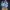 Blue Chicken Stardew Valley
