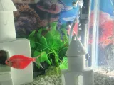 Fishtank hide and aerator-0