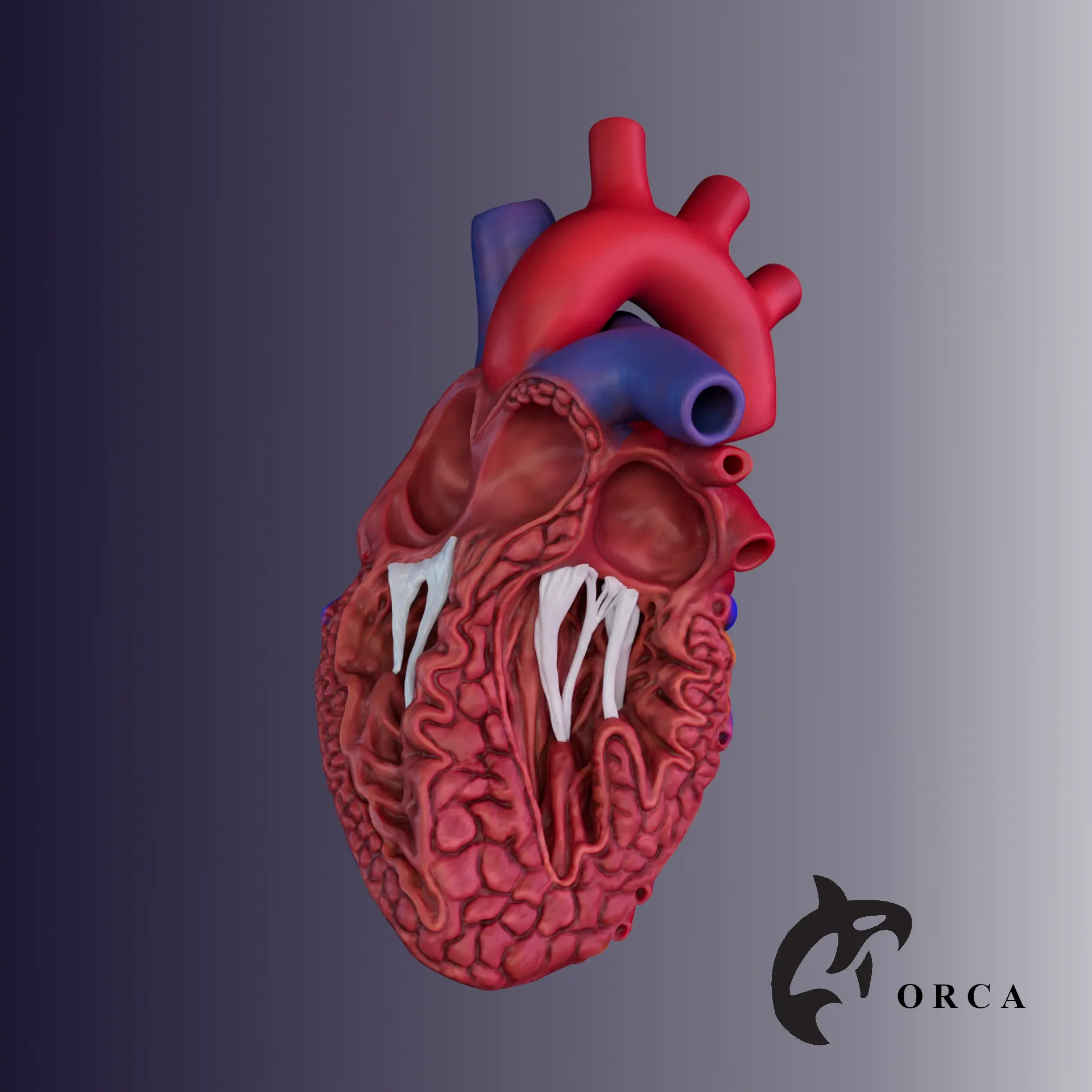 SEZIONE TRASVERSALE DEL CUORE UMANO STAMPA 3D