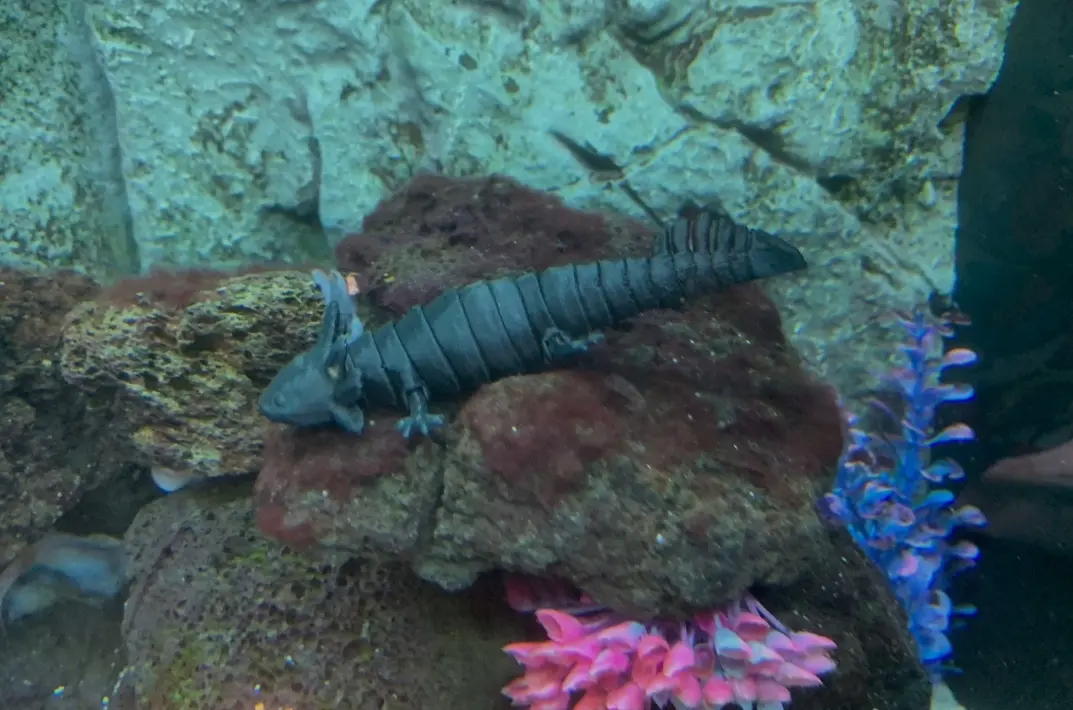Axolotl articolato