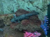 Axolotl articulado-5