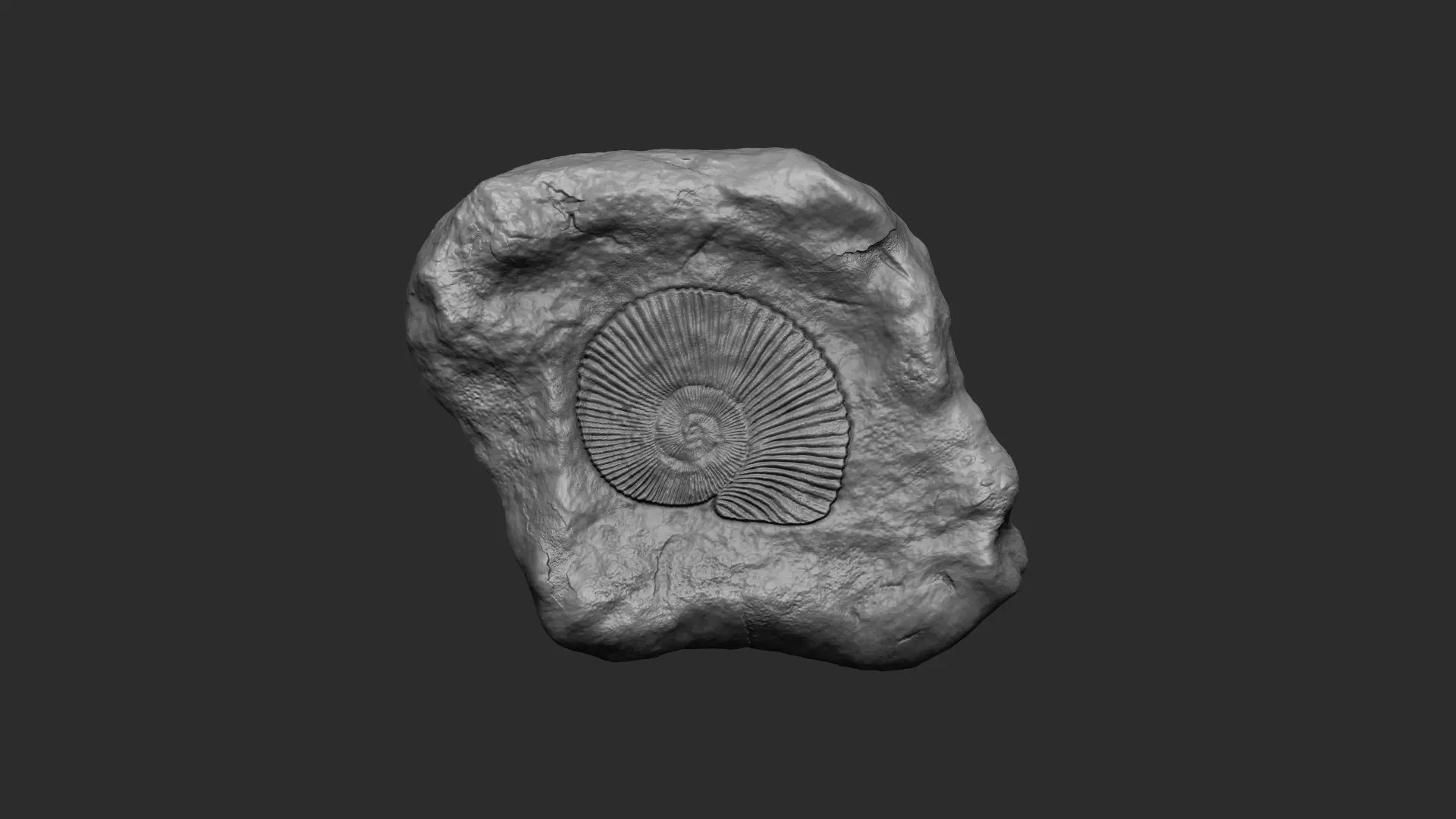 Ammonite Mineral Fossile - Realistic