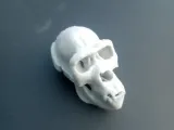Gorilla Skull-1