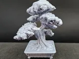 bonsai tree 10-7