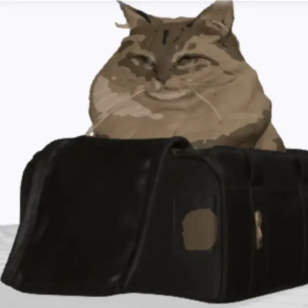 My cat
