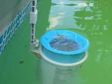 pool-0