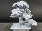 bonsai tree 10-4