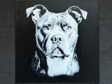 Pitbull-1