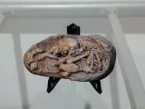 Theropod Embryo Fossil-3