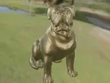Köpek Pitbull-7