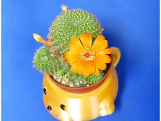 Mugs bear potted plants