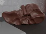 Human Anatomy Liver Organ-7
