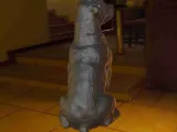 Dog Rottweiler-4