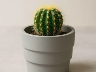 Maceta Cactus
