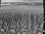 cornfield-0