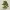 bonsai tree 10