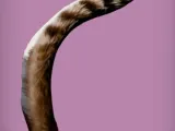 Animal Tails-1