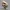 Chibi Fossil Raptor – Ancient Bite Collectible Figurine