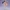 Twilight Twin Harmony – Elegant Duo Collectible