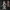 Cookie- December 2022 - Hunting Party-Presupported - Illustr