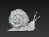 snail-4