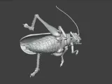 Insect Cricket Assembly Model-4