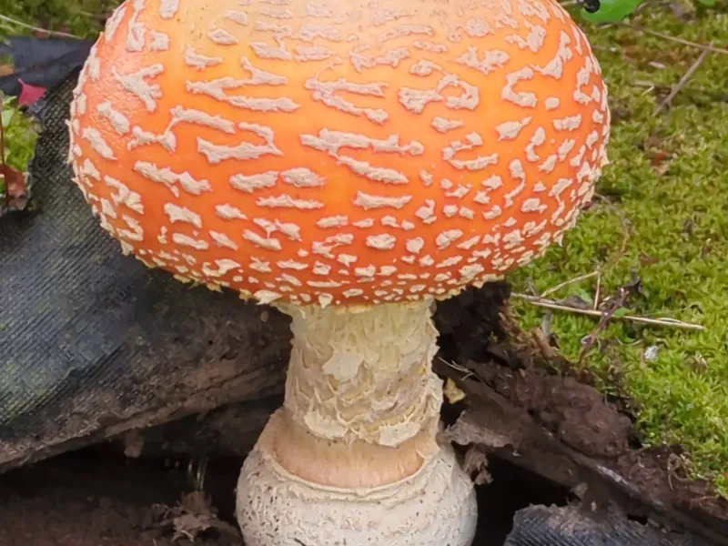 Mushroom