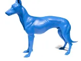 Greyhounds-5