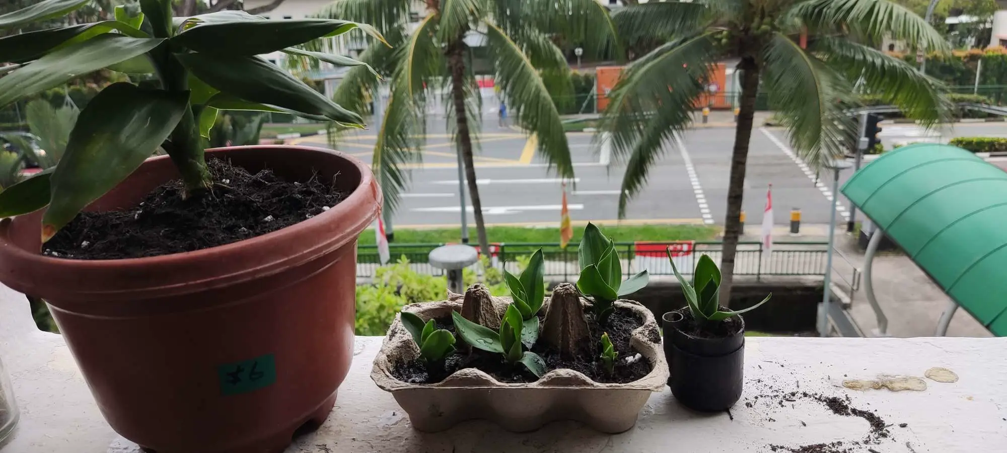 self watering flower pot