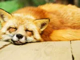 fox-0