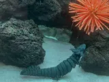 Axolotl articulado-4