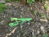 Insect Praying Mantis-3