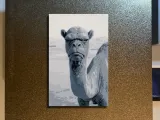Mad Camel Hueforge-0