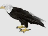 Bald Eagle-2