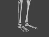 Skeleton HD-3