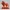 2984  Laughing African Lion with Majestic Mane – Full-Color