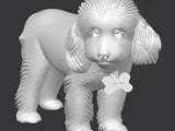 Cute poodle-0