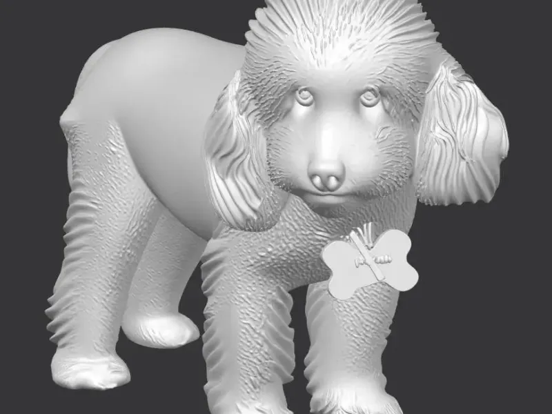 Cute poodle