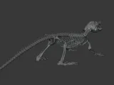 Crocodile_Skeleton – Realistic Detailed Reptile Bone-6