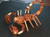 Geometric Scorpion-2