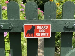 Guard dog on duty..
