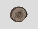 Sitting Wood Top-2