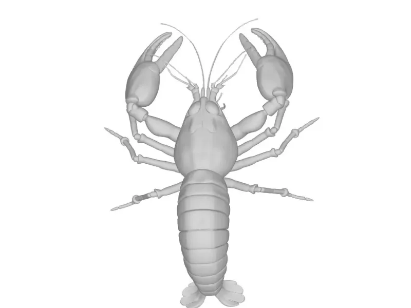 Crayfish Skeleton Anatomy – Detailed Arthropod Exoskeleton