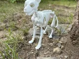 Dog skeleton-2