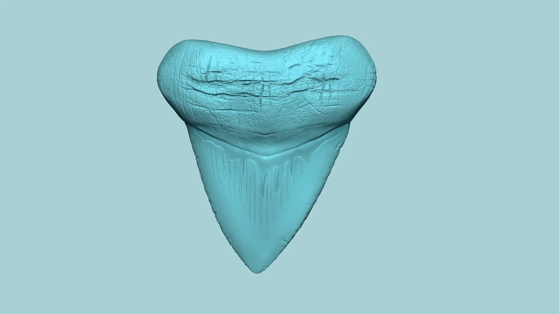 Megalodon-Zahn - Jurassic Fossil Echte Größe