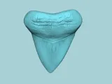 Megalodon Tooth - Jurassic Fossile Real Size-0