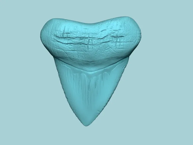 Megalodon Tooth - Jurassic Fossile Real Size