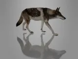 MINIATURE WOLF-1