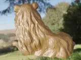 Dog Colley-4