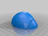 Human Skull-1